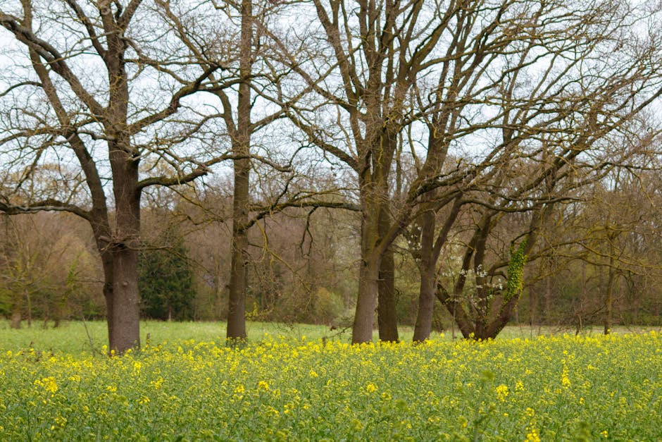 A peaceful park scene featuring a grassy area with a dense carpet of yellow wildflowers in the foreground. Behind the flowers, several large deciduous trees with thick trunks and sprawling, leafless b