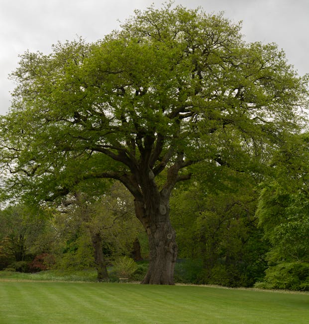 A peaceful park scene featuring a grassy area with a dense carpet of yellow wildflowers in the foreground. Behind the flowers, several large deciduous trees with thick trunks and sprawling, leafless b